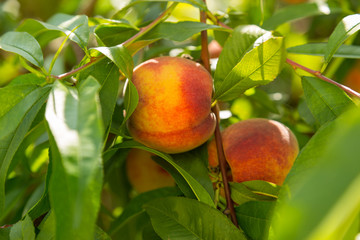 Delicious peach fruits on a tree branch. Close-up.