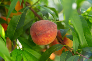 Peach tree closeup with with soft focus on a single fruit.