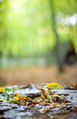 In the forest. Fallen yellowed leaves lie on stump, light rays breaking through the thick of trees. Vertical natural background on autumn theme , copy space for text