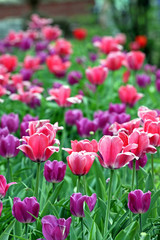 field of tulips