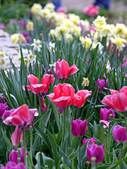 tulips in the garden