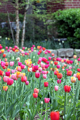 field of tulips