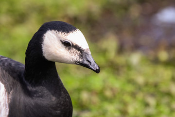 goose