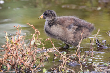 moorhen chick