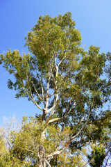pine trees on the Puerto Real beach. Cádiz Andalucía. Spain. Europe. 