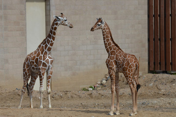 Giraffe in the outdoors