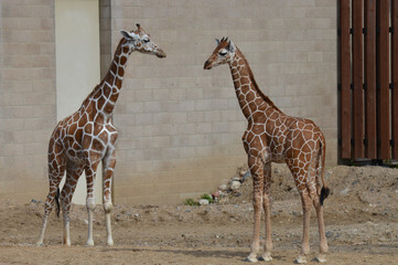 Giraffe in the outdoors