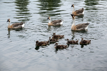 Nilgans-Familie