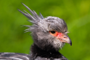 crested screamer