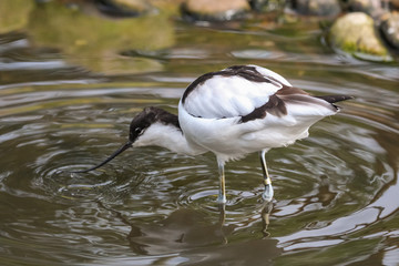 avocet