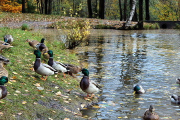 ducks on the lake