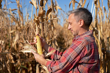Portrait of a Corn Farmer with Ripe Corncob in Corn Field