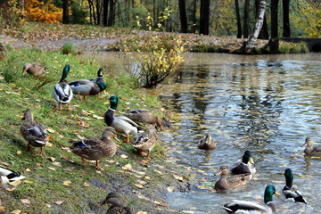 ducks on the lake