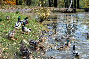 ducks on the lake