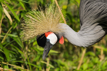 Fototapeta premium crowned crane