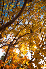 Fall autumn golden leaves in the trees