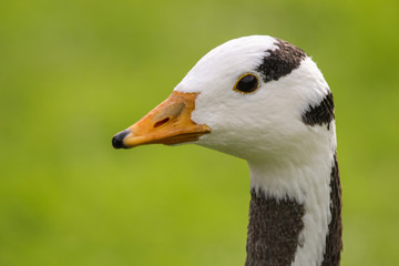 goose