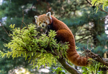 Red Panda