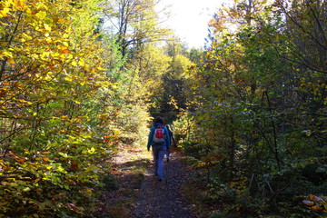 Obraz premium bayerischer wald