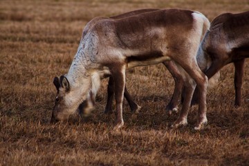 horse and foal