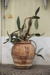 Kaktus im Blumentopf