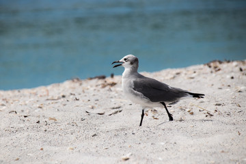 Vogel