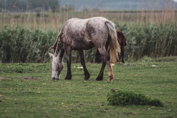 Obraz na płótnie Canvas horse and foal