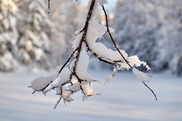 tree branch with adhering snow on a frosty winter day