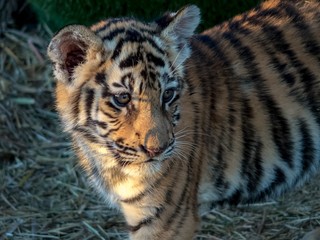 Portrait of a little tiger cub in the sun