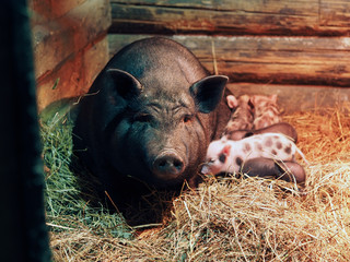 A large pig sow with small newborn piglets in a pigsty