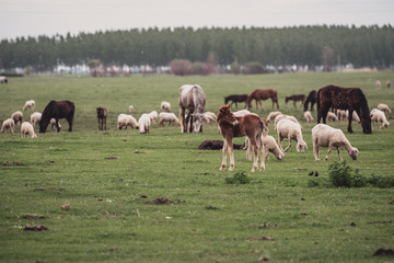 Fototapeta premium herd of horses
