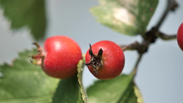 Small Red Wild Apples (Crataegus Azarolus)