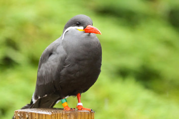 inca tern