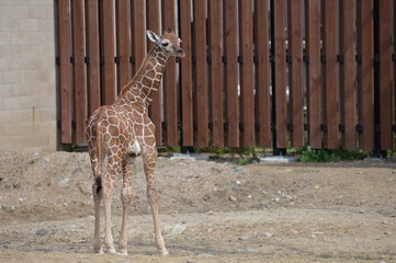 Giraffe in the outdoors