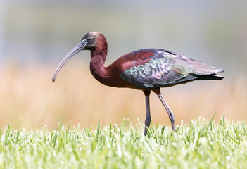 Glossy Ibis