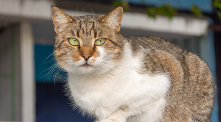 portrait of abandoned street cat