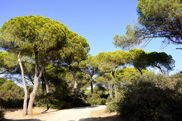 pine trees on the Puerto Real beach. Cádiz Andalucía. Spain. Europe. 