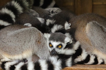 lemur