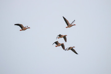 Gänse