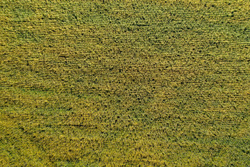farm field, view from above