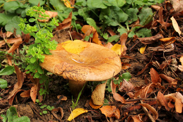 beautiful autumn mushroom in foliage and grass, mushroom pickers concept, close-up, copy space