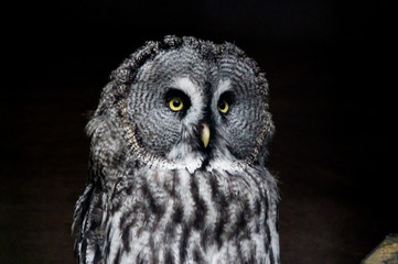 great grey owl