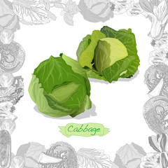 Naklejka premium Fresh cabbage illustration on white background. Vector image