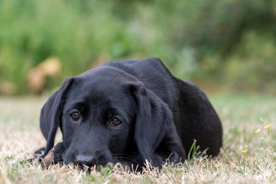Portrait of an 11 week old black Labrador relaxing on the grass