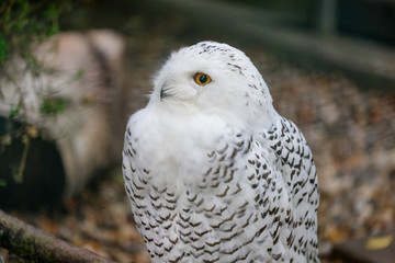 Schneeeule