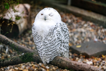 Schneeeule