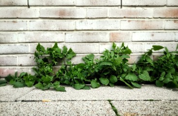 Plants on a wall