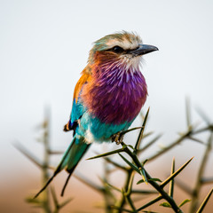 lilac-breasted roller or Coracias caudatus