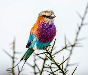 lilac-breasted roller or Coracias caudatus