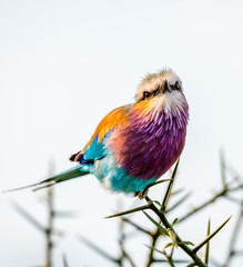 lilac-breasted roller or Coracias caudatus